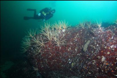 more feather stars