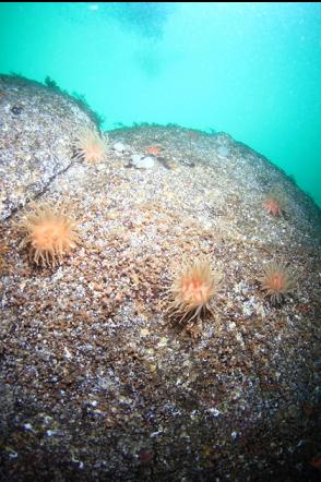 crimson anemones