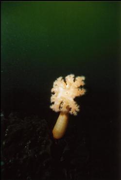 PLUMOSE ANEMONE