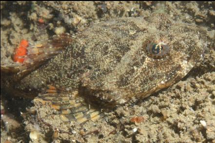 small great sculpin