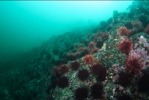 urchins 60' deep