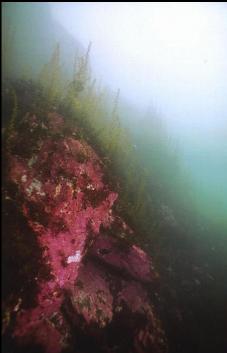 CORALLINE ALGAE IN SHALLOWS