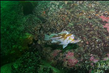 COPPER ROCKFISH