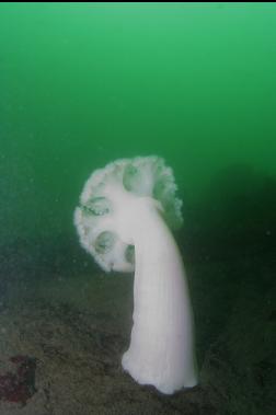 PLUMOSE ANEMONE