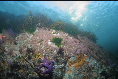 ANEMONES, ETC. IN SHALLOWS