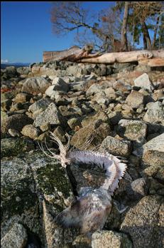 REMAINS OF SEAL DINNER ON BEACH