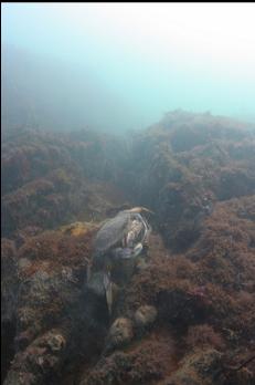 DUNGENESS CRABS RUNNING AWAY