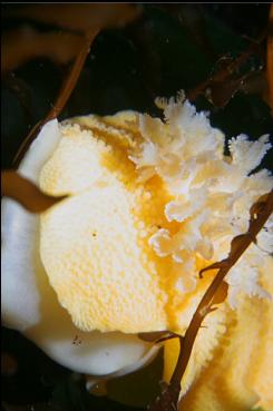 NUDIBRANCH GILLS