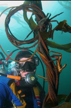 kelp crabs