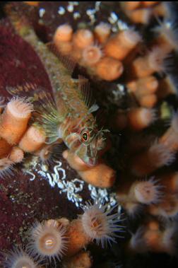 longfin sculpin and zoanthids