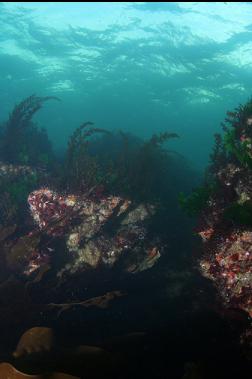 seaweed in shallows