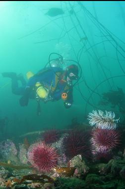 anemone and urchins