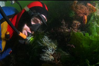 sea cucumbers in shallows