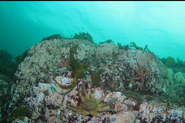 seastars on shallow reef