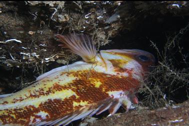 copper rockfish