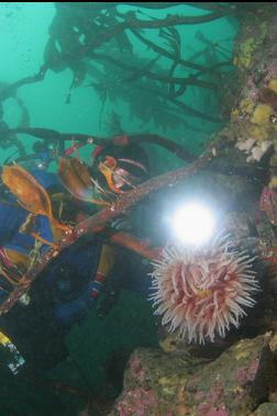 fish-eating anemone