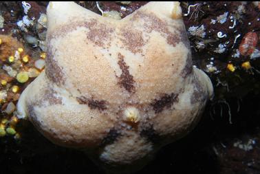 seastar