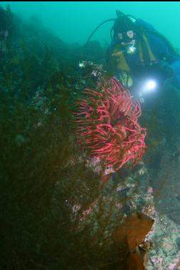 fish-eating anemone