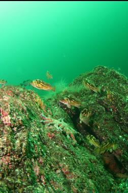 rockfish 100 feet deep