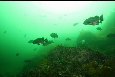 black rockfish