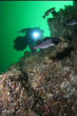 black rockfish