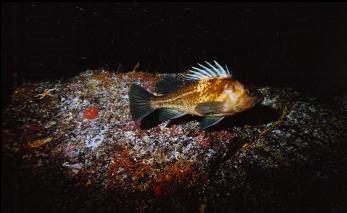 QUILLBACK ROCKFISH ON WALL