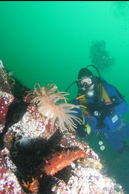 california cucumber and crimson anemone