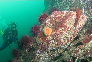 anemone, urchins and cucumber at base of wall