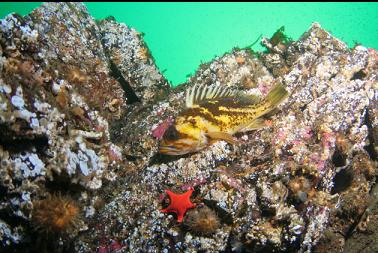 copper rockfish