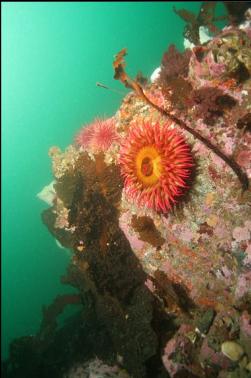 fish-eating anemone