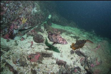 lingcod guarding eggs