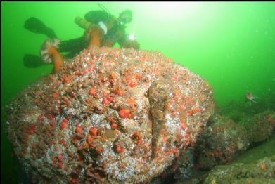 sculpin on boulder