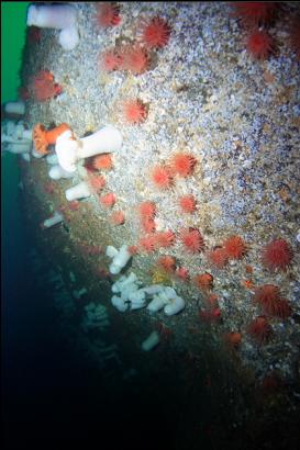 anemones on wall