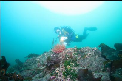 fish-eating anemone