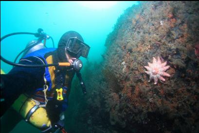 small seastar