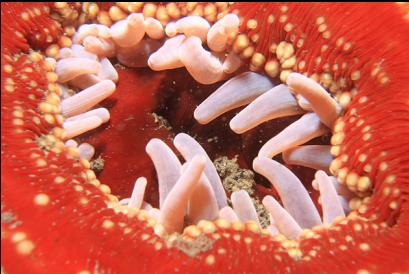 closed-up anemone in mud