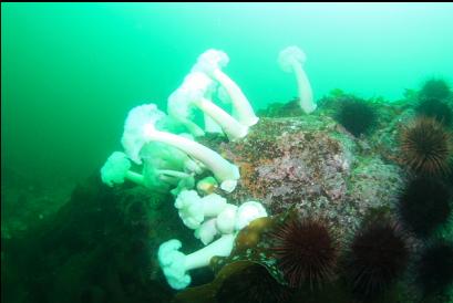 plumose anemones and urchins