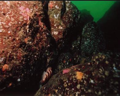 SHY TIGER ROCKFISH