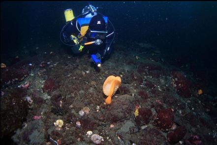 sea pen