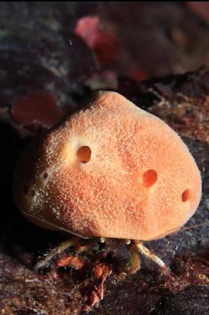 hermit crab in a sponge-covered shell