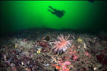 crimson anemone