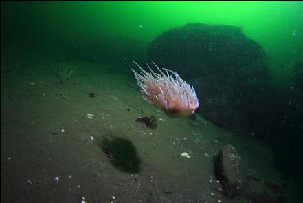 swimming giant nudibranch 110 feet deep