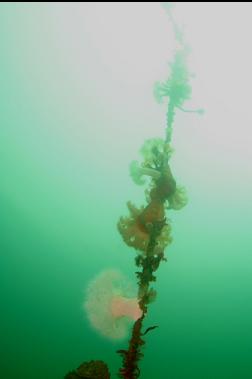 PLUMOSE ANEMONES UNDER DOCK