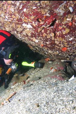 looking at octopus