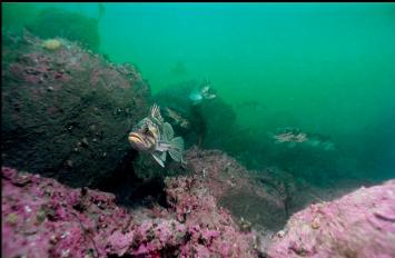 COPPER ROCKFISH 65 feet deep