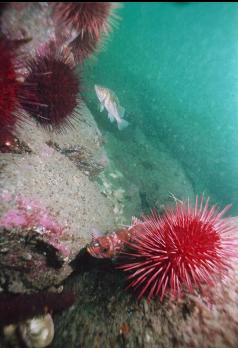 ROCKFISH AND URCHINS ON DEEPER REEF