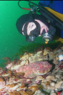 BUFFALO SCULPIN