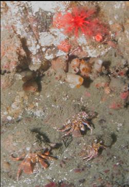 GROUP OF HERMIT CRABS