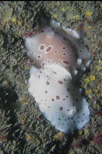 NUDIBRANCHS