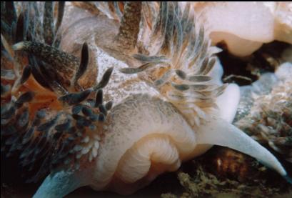 NUDIBRANCH ON MOORING LINE